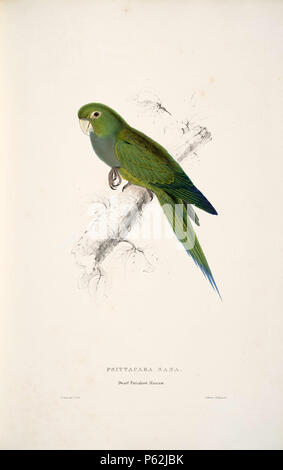 N/A. Aratinga nana Englisch: ein Gemälde von einer Olive-throated Sittich, auch bekannt als die Olive-throated Sittiche, (ursprünglich mit Untertiteln "Psittacara Nana. Zwerg Parrakeet Maccaw.') von Edward Lear 1812-1888. 28 August 2008, 04:06:00 Uhr. Edward Lear (1812 - 1888) Alternative Namen Derry, Derry; Eduard Liri; Entouarnt Lar; Eduard Lir; Lear; Lear e Beschreibung englischer Künstler, Autor und Dichter Geburtsdatum / Tod 12. Mai 1812 vom 29. Januar 1888 Ort der Geburt / Todes Englisch: Holloway, London, England. Englisch: Sanremo, Italien. Kontrolle: Q 309759 VIAF: 36920855 ISNI: 0000 0001 21006493 Stockfoto