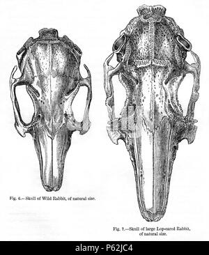 N/A. Englisch: Abbildung 6: 'Schädel des wilden Kaninchen der natürlichen Größe." Abbildung 7: 'Schädel großer Lop-eared Rabbit, der natürlichen Größe." von Charles Darwins Buch Variation von Pflanzen und Tieren unter Domestizierung im Jahre 1868 veröffentlicht. Januar 1868. Charles Darwin (1809 - 1882) Alternative Namen: Charles Robert Darwin Beschreibung britischen Naturforscher und Autor Geburtsdatum / Tod 12. Februar 1809 19. April 1882 Ort der Geburt / Tod den Berg, Shrewsbury Haus Authority control: Q1035 VIAF: 27063124 ISNI: 0000 0001 2125 1077 ULAN: 500228559 LCCN: n 78095637 NARA: 10580367 WorldCat 413 Darwin Stockfoto