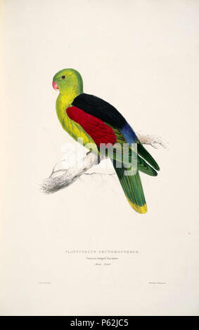 N/A. Aprosmictus erythropterus Englisch: ein Gemälde von einem erwachsenen Mann Red-winged Parrot (Original mit Untertiteln' Platycercus erythropterus. Crimson - winged Parrakeet') von Edward Lear 1812-1888. 28 August 2008, 04:14:00 Uhr. Edward Lear (1812 - 1888) Alternative Namen Derry, Derry; Eduard Liri; Entouarnt Lar; Eduard Lir; Lear; Lear e Beschreibung englischer Künstler, Autor und Dichter Geburtsdatum / Tod 12. Mai 1812 vom 29. Januar 1888 Ort der Geburt / Todes Englisch: Holloway, London, England. Englisch: Sanremo, Italien. Kontrolle: Q 309759 VIAF: 36920855 ISNI: 0000 0001 21006493 ULAN: 50001626 Stockfoto