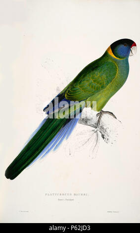 N/A. Barnardius zonarius Englisch: ein Gemälde eines jpg Australische Ringneck (ursprünglich "platycercus baueri mit Untertiteln. Bauer Parrakeet." von Edward Lear 1812-1888. Diese unterart Barnardius zonarius semitorquatus auch als Achtundzwanzig Parrot bekannt. 28 August 2008, 04:34:00 Uhr. Edward Lear (1812 - 1888) Alternative Namen Derry, Derry; Eduard Liri; Entouarnt Lar; Eduard Lir; Lear; Lear e Beschreibung englischer Künstler, Autor und Dichter Geburtsdatum / Tod 12. Mai 1812 vom 29. Januar 1888 Ort der Geburt / Todes Englisch: Holloway, London, England. Englisch: Sanremo, Italien. Behörde cont Stockfoto