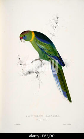 N/A. Barnardius zonariu Englisch: ein Gemälde von einem Australischen Ringneck (Original mit Untertiteln' Platycercus barnardi. Barnard's Parrakeet.') von Edward Lear 1812-1888. Diese unterart B. z. barnardi ist auch bekannt als das Mallee Ringneck. 28 August 2008, 04:38:00 Uhr. Edward Lear (1812 - 1888) Alternative Namen Derry, Derry; Eduard Liri; Entouarnt Lar; Eduard Lir; Lear; Lear e Beschreibung englischer Künstler, Autor und Dichter Geburtsdatum / Tod 12. Mai 1812 vom 29. Januar 1888 Ort der Geburt / Todes Englisch: Holloway, London, England. Englisch: Sanremo, Italien. Kontrolle: Q 309759 VIAF: 369 Stockfoto