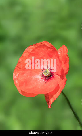 Einzelne rote Common Poppy Flower (Papaver rhoeas) Blüte im Sommer in West Sussex, England, UK. Porträt mit kopieren. Roter Mohn mit Copyspace. Stockfoto