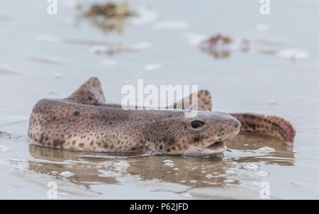 Sterbende Scyliorhinus canicula Fisch (Lesser Katzenhai, kleinen gefleckten Katzenhai Catshark, Sandstrände, raue Hound, Morgay, catshark) aus Wasser am Strand. Stockfoto