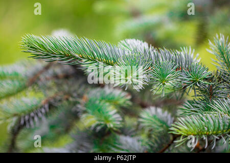 Grünen stacheligen Zweige eines Pelz-Baum oder Kiefer. Stockfoto