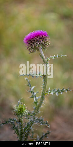 Selig die Blumen der Mariendistel. Marie Scottish Thistle, Maria Distel, Marian Cardus. Mariendistel Blume getönten in modischen Farben. Selektiver Fokus Stockfoto