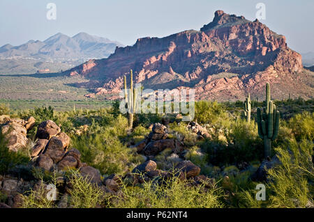 Morgen Licht auf roter Berg, Tonto National Forest, Arizona. Stockfoto