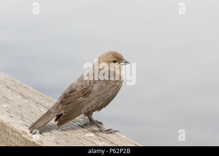 Braune Leitung cowbird in Vancouver BC Kanada Stockfoto