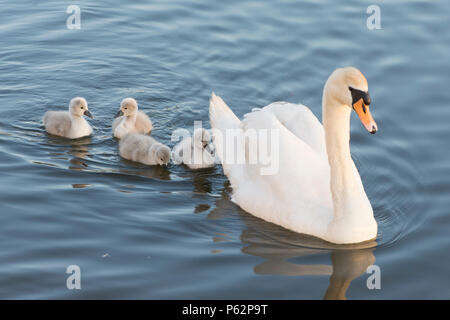 Höckerschwan Mutter mit Babys, cygnets, Schwimmen mit Babys um Sie herum, Cygnus olor, Fluss Ant, Norfolk Broads, UK, Mai Stockfoto