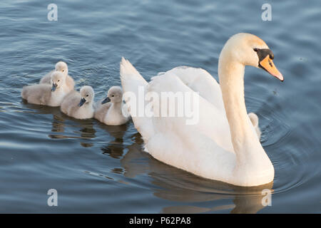 Höckerschwan Mutter mit Babys, cygnets, Schwimmen mit Babys um Sie herum, Cygnus olor, Fluss Ant, Norfolk Broads, UK, Mai Stockfoto