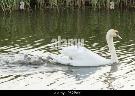 Höckerschwan Mutter mit Babys, cygnets, Schwimmen mit Babys um Sie herum, ein Baby, Reiten auf dem Rücken, Cygnus olor, Fluss Ant, Norfolk Broads, UK, Mai Stockfoto