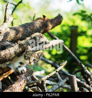 Wunderschöne inländischen Kurzhaarige kitty schleicht durch einen Haufen von dicken Ästen. Selektive konzentrieren. Ein schönes Bokeh ist im Hintergrund sichtbar. Stockfoto