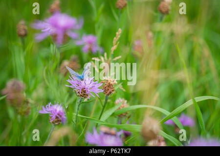 Flockenblume auf natürliche Wiese und Holly blue butterfly Stockfoto