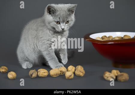 Britisch Kurzhaar Kätzchen Stockfoto