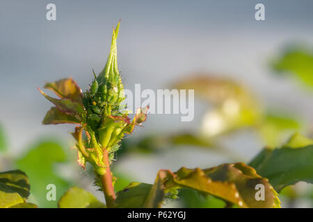 Fat grüne Blattläuse auf die Knospe der Rose Blume. Close-up, kopieren Raum Stockfoto