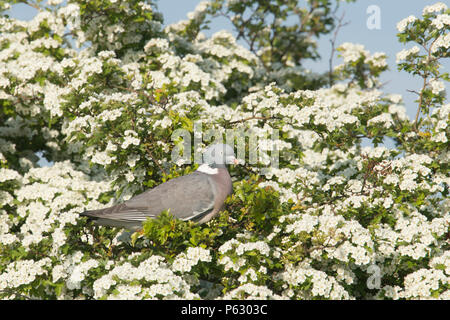 Ringeltaube, Columba Palumbus, in Hawthorn tree, Rosa Moschata, blühen, Baum, Blume, Norfolk, Großbritannien. Mai Stockfoto