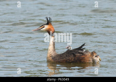 Haubentaucher, Podiceps cristatus, mit Küken, Baby, Junge auf dem Rücken, den Norfolk Broads, UK, Mai Stockfoto