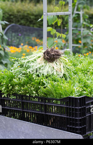 Lactuca Sativa. Ernte Kopfsalat in RHS Wisley Gardens. Stockfoto