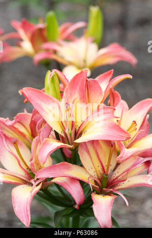 Lilium 'Delicate Blumen Freude'. Stockfoto