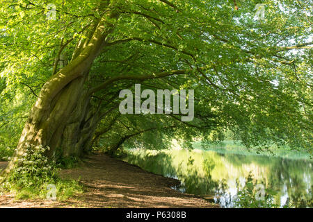 Reihe von gemeinsamen Buche, Fagus sylvatica, neben dem Kanal auf dem Fluss Bure am Coltishall, Norfolk, UK, Mai Stockfoto
