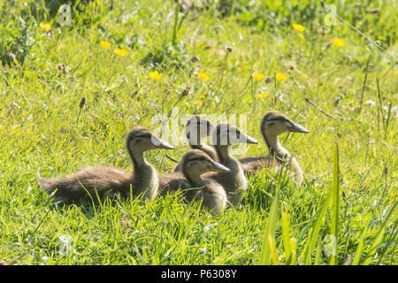 Gruppe von fünf Entenküken der Stockente, Anas platyrhynchos, gepresst zusammen im Gras und Butterblumen, Norfolk, Mai Stockfoto