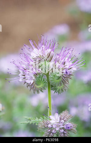 Phacelia Tanacetifolia wächst in einem englischen Garten. Stockfoto