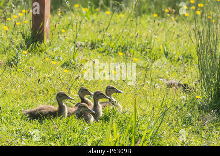 Gruppe von fünf Entenküken der Stockente, Anas platyrhynchos, gepresst zusammen im Gras und Butterblumen, Norfolk, Mai Stockfoto