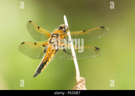 Vier - spotted Chaser, Libellula quadrimaculata, Vier-beschmutzte Skimmer, Norfolk Broads, UK, Mai Stockfoto