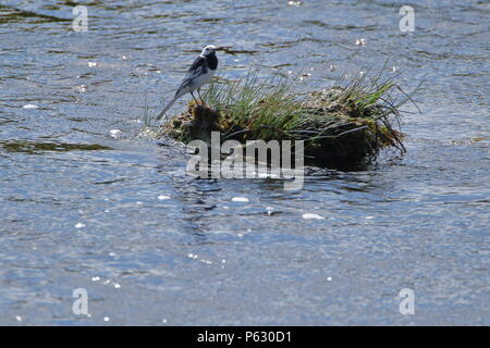 Insel leben; Pied Bachstelze, Motacilla alba, auf einer Insel im Gras Helmsdale River, das Hochland von Schottland. UK. Stockfoto