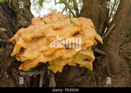 Huhn in den Wäldern, Schwefel Polypore, Laetiporus sulfureus, wächst an Willow, Mai, Norfolk, Großbritannien. Stockfoto