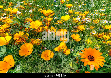 Orangefarbene afrikanische Gänseblümchen, Dimorphotheca sinuata und kalifornischer Mohn, Eschschscholzia californica in einer gemischten Wildblumengrenze, England, Großbritannien Stockfoto