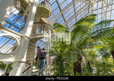 Eine große Dicksonia Antartica oder Australian Tree Fern steht neben Menschen, die die Treppe im gemäßigten Haus in Kew Gardens, London, Großbritannien, erklimmen Stockfoto