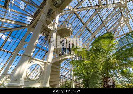 Eine große Dicksonia Antartica oder Australian Tree Fern neben einem Mann, der die Treppe im gemäßigten Haus in Kew Gardens, London, Großbritannien, klettert Stockfoto