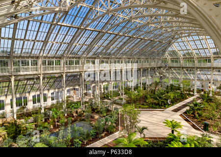 Das kürzlich restaurierte Tempered House in den Royal Botanic Gardens, Kew , Kew Gardens, London, Großbritannien Stockfoto