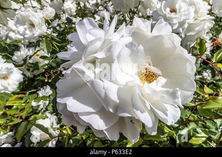 Weiße Rose Rosa 'Iceberg' Korbin eine floribunda Rose mit weißen Blüten, England, Großbritannien Stockfoto