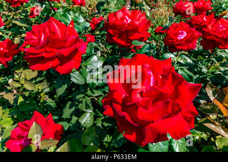 Red Rose, Rosa My Valentine Mormyval Stockfoto