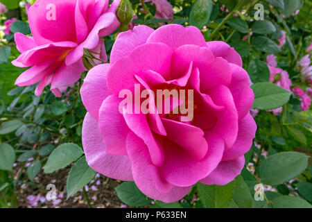 Vibrierende Rosa Rose, Rosa Cariad 'Auspanier', England, Großbritannien Stockfoto