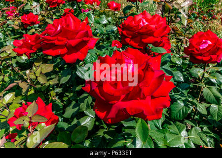 Rote Rose, Rosa Mein Valentine Mormyval, England, Großbritannien Stockfoto