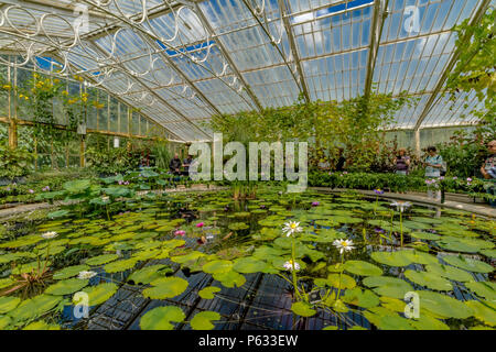 Kew Gardens Seerose Haus, das heißeste und feuchteste Umwelt bei Kew Royal Botanic Gardens, Kew, London Stockfoto