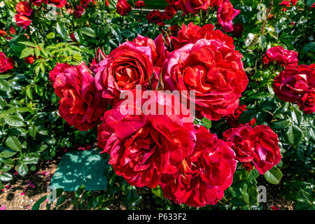 Rosa Hot Chocolate 'Wekpaltez' , eine rosa braune Rose, England, Großbritannien Stockfoto