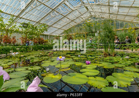 Riesige Wasserlillies, die das Waterlily House in Kew Gardens, Kew, London, Großbritannien, anbauen Stockfoto