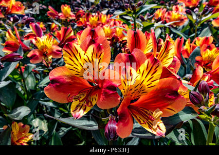 Peruanische Lilie, Alstroemeria Indian Summer Tesronto, eine krautige Staude mit trichterförmigen, orangefarbenen und gelben Blüten, Großbritannien Stockfoto