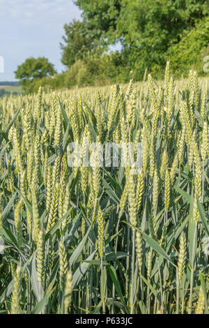 UK Weizenfeld. Grün reifende Weizen / Triticum Ernte in einem Feld mit Sommerhimmel hinter. Lebensmittel, die auf dem Feld wachsen. Grünes Weizenfeld blauer Himmel. Stockfoto