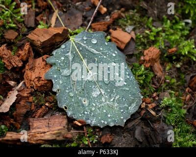 Shinning Regen fällt auf gefallene grün Aspen Leaf. Detail der kleinen Diamanten. Stockfoto