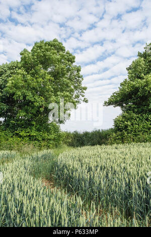 UK Weizenfeld. Grün reifende Weizen / Triticum Ernte in einem Feld mit Sommerhimmel hinter. Stockfoto