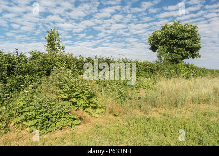 Natürliche Feld Hecke mit zwei buschige Exemplare der/die Klette Arctium lappa wächst auf der linken Seite des Bildes. Stockfoto