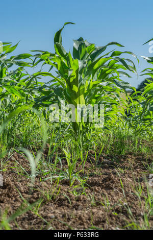 Junge Mais Mais/Mais/Zea mays Anbau im Feld mit blauem Himmel. Wachsende Zuckermais in Großbritannien, das Essen wächst im Feld. Stockfoto