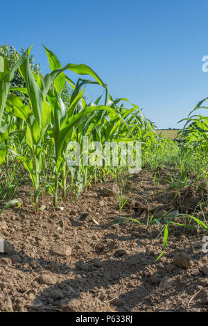 Junge Mais Mais/Mais/Zea mays Anbau im Feld mit blauem Himmel. Wachsende Zuckermais in Großbritannien, das Essen wächst im Feld. Stockfoto