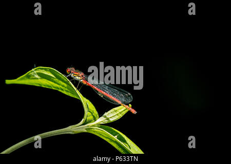 Große rote damselfly (Pyrrhosoma nymphula) sitzt auf einem grünen Blatt in direktem Sonnenlicht, schwarzer Hintergrund Stockfoto