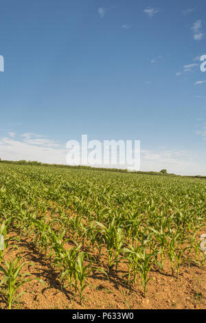 Junge Mais Mais/Mais/Zea mays Anbau im Feld mit blauem Himmel. Wachsende Zuckermais in Großbritannien, das Essen wächst im Feld. Stockfoto