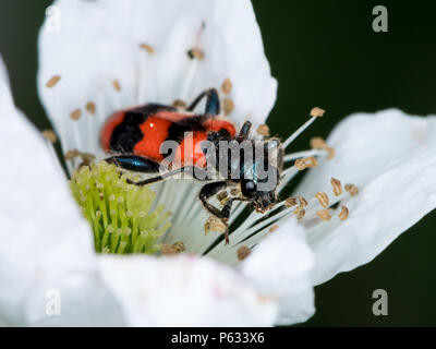 Bunt karierte Käfer (Trichodes apiarius, cleridae) sitzen in einem Blume Stockfoto